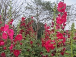 hollyhock