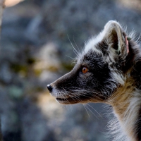 BLACK ARCTIC FOX