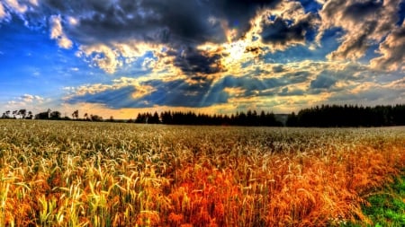 sunbeams over wheat fields hdr - clouds, wheat, sunbeams, fields, hdr