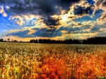 sunbeams over wheat fields hdr