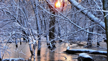 flooded forest in winter at sunset - frozen, winter, sunset, flood, forest