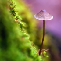 Wonderland