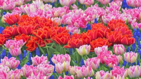 Beautiful Tulips! - flowers, beautiful, nature, tulips