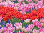 Beautiful Tulips!