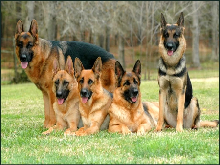 Five beauties for Triangiel - pets, black, dogs, brown, loyal, Shepards, strong