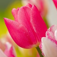 Stunning Pink Tulips!