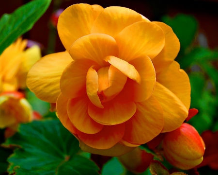 Yellow flower - flower, yellow, nature, rose