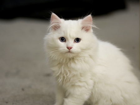 White fluffy cat