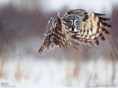 owl - winter, low, above, flight