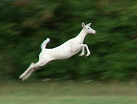 deer - jumps, hgh, runs, fast