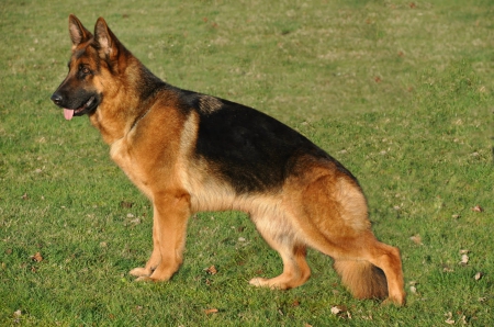 Orsina(german shepherd) - the, dog, big, field, in