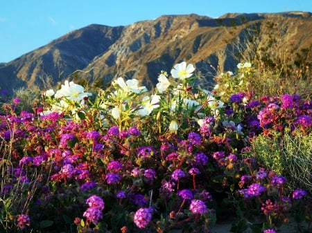 Spring Flowers - blossoms, mountains, sunlight, landscape, season