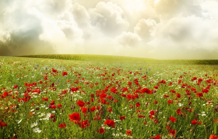 Field - flowers, poppy, field, grass