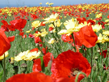 Field - nature, field, flowers, poppy