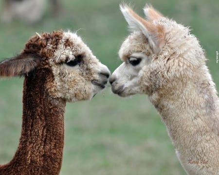 Kiss - Animals, Nature, Friends, Lama