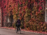 Wall Autumn