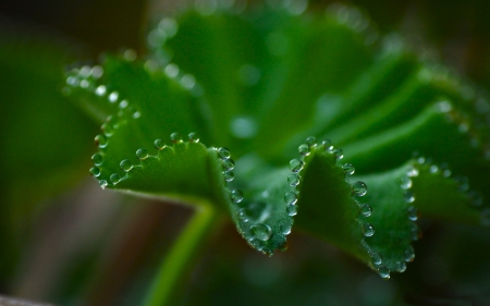 Water Drops - water, drop, leaf, macro