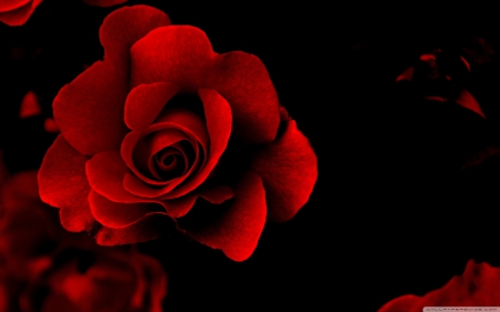 Love rose - love, rose, flower, red