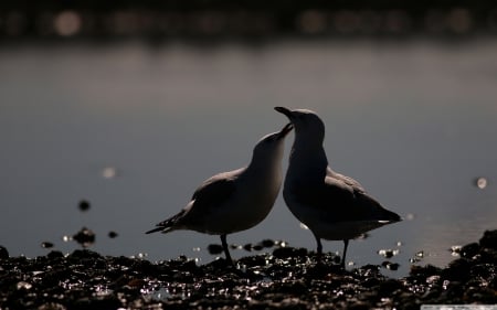 Love - love, kiss, cute, bird