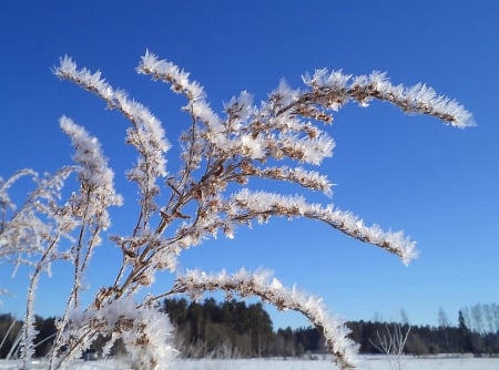 Winter. - winter, nature, fields, other