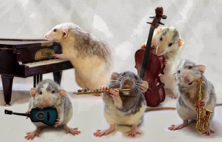 The orchestra - orchestra, mouses, funny, animals