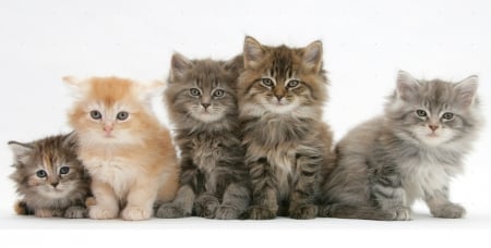 five cute kittens - cute, cats, kittens, animals