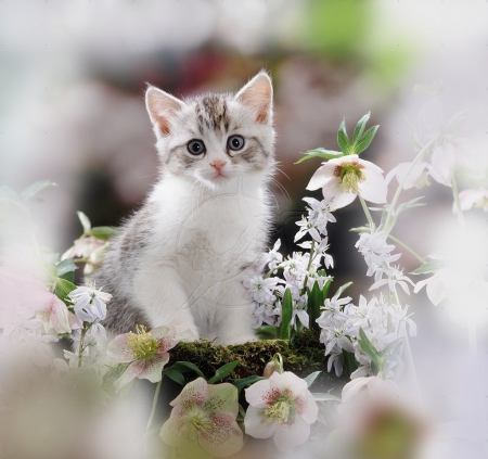 kitten and flowers - flowers, cats, animals, kitten