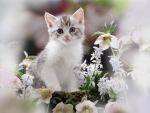 kitten and flowers