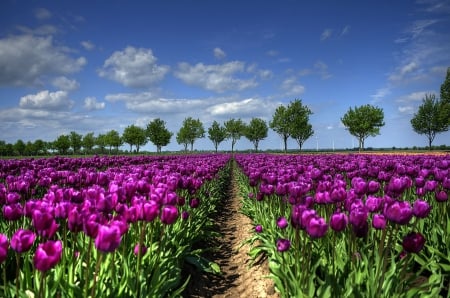 Purple Field - flowers, purple color, tulips, nature, scenery, beautiful, field