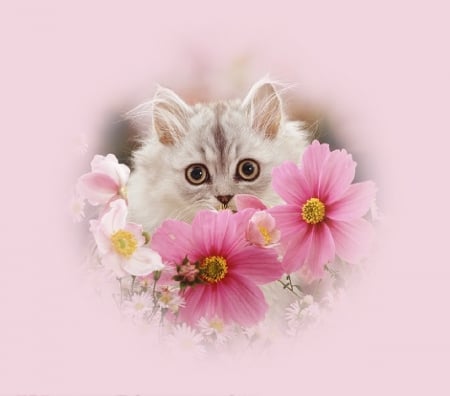 kitty among flowers - flowers, animals, cats, kitty