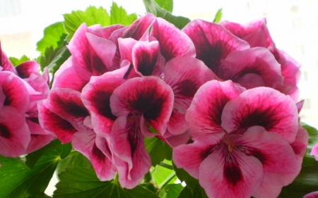 Beautiful flowers - flowers, petals, pink, bloom