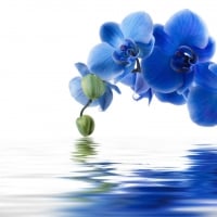 Blue orchids