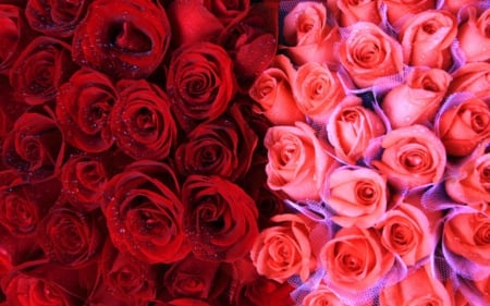 Red and pink roses - red, roses, pink, flowers, buds