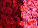 Red and pink roses