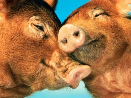 Pigs - animal, love, pet, pig