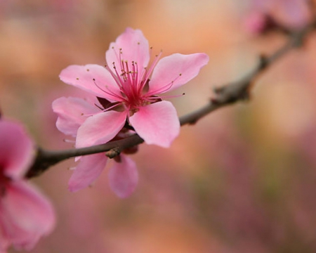 Beautiful flowers - flowers, petals, pink, branch