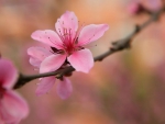 Beautiful flowers