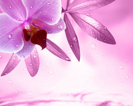 Pink orchids - flowers, style, orchids, pink