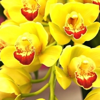 Beautiful orchids