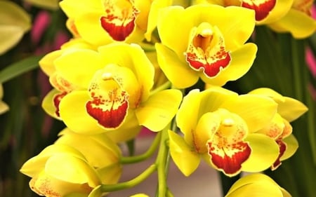 Beautiful orchids - flowers, orchids, yellow, petals