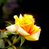 YELLOW ROSE