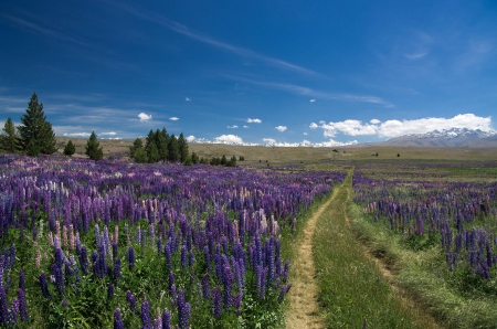 flower field - flower, cool, field, fun, nature