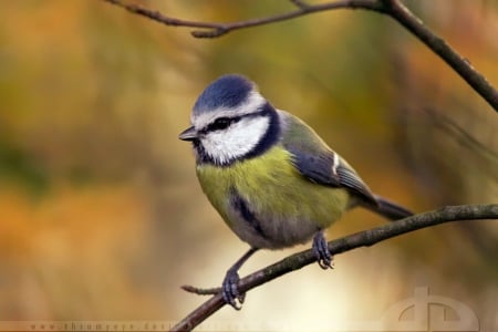 My 1st tit... - wallpaper, cute, animals, sweet, abstract, tit, photography, macro, nature, branch, birds