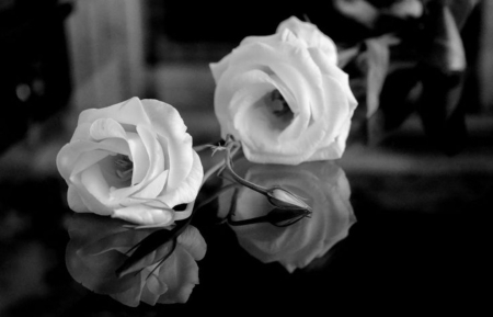 White Roses - black and white, for you, white roses, reflection