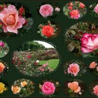 Jardin-De-Roses