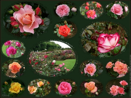 Jardin-De-Roses - nature, beauty, roses, gardens, montage