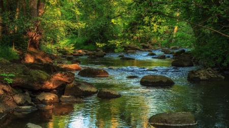 wonderful forest stream - stream, shade, forest, rocks