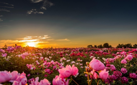 Flowers and Sunset - flowers, clouds, trees, sunset, field, sky