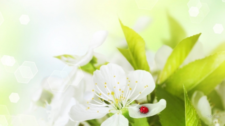 Apple Blossoms Sweet