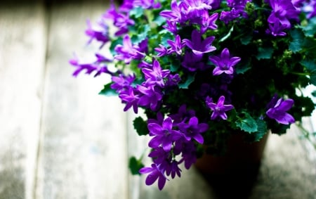 Flowers - pot, flowers, pots, violet, flower, leave, flowering, leaves